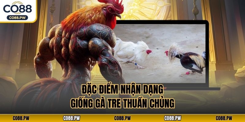 Đặc điểm nhận dạng giống gà tre thuần chủng