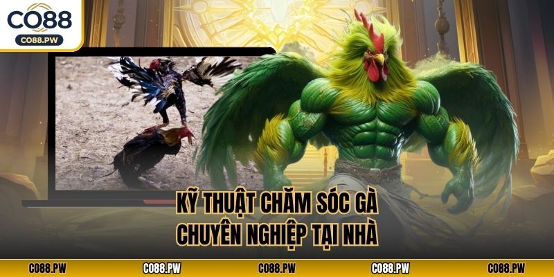 Kỹ thuật chăm sóc gà chuyên nghiệp tại nhà