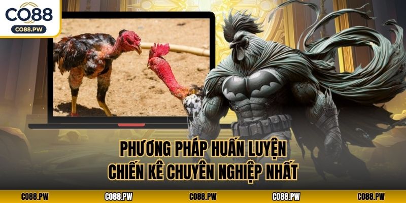 Phương pháp huấn luyện chiến kê chuyên nghiệp nhất