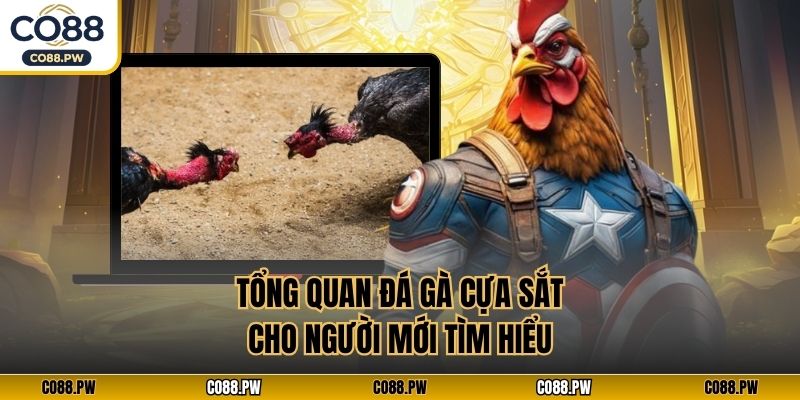 Tổng quan đá gà cựa sắt cho người mới tìm hiểu