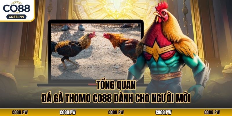 Tổng quan đá gà thomo CO88 dành cho người mới